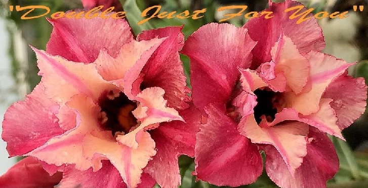 (image for) Adenium Obesum \'Double Just For You\' x 5 Seeds